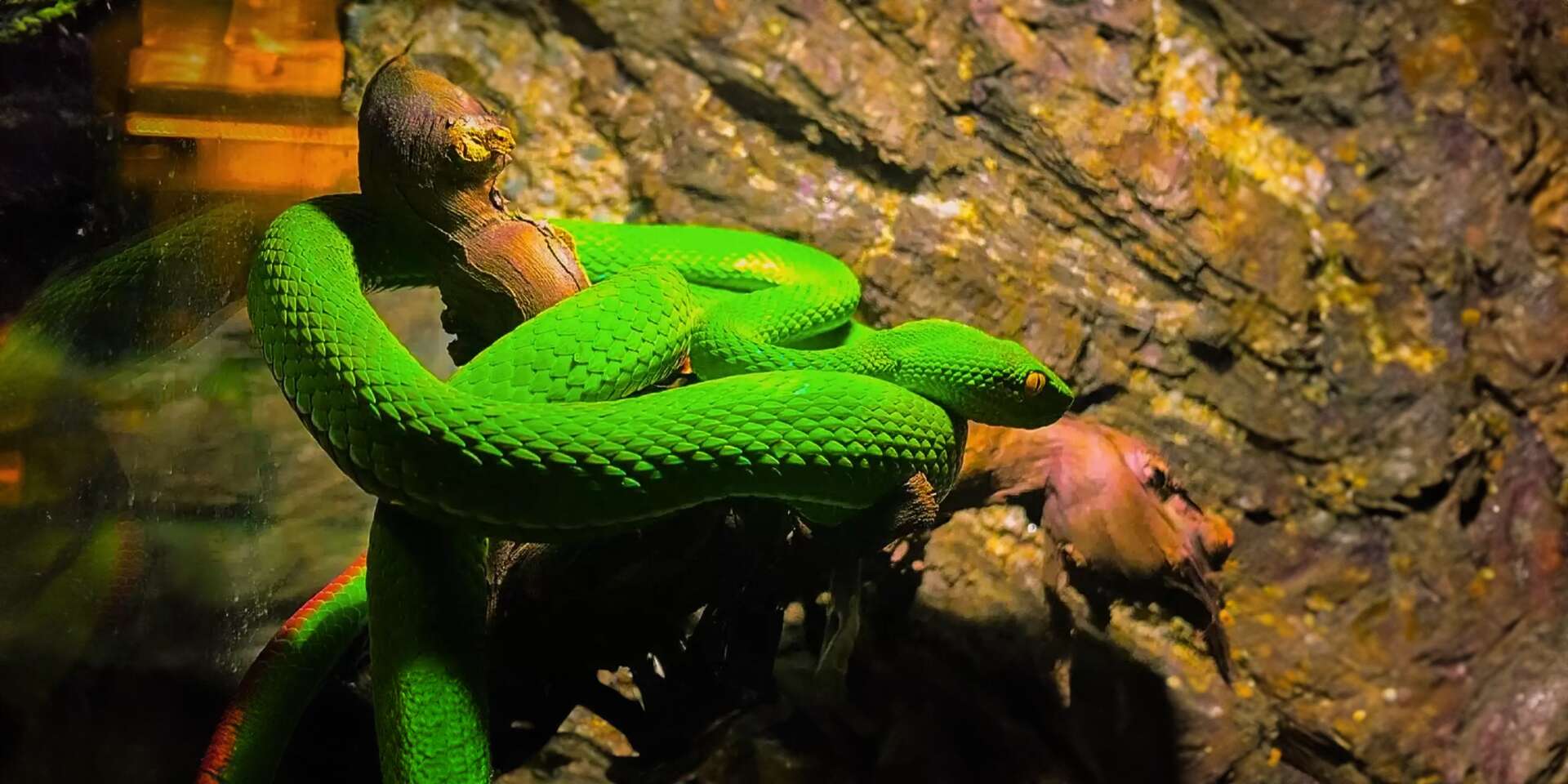 Tropical World - prvá kontaktná ZOO s plazmi na Slovensku v nových väčších priestoroch – Obrázok 2