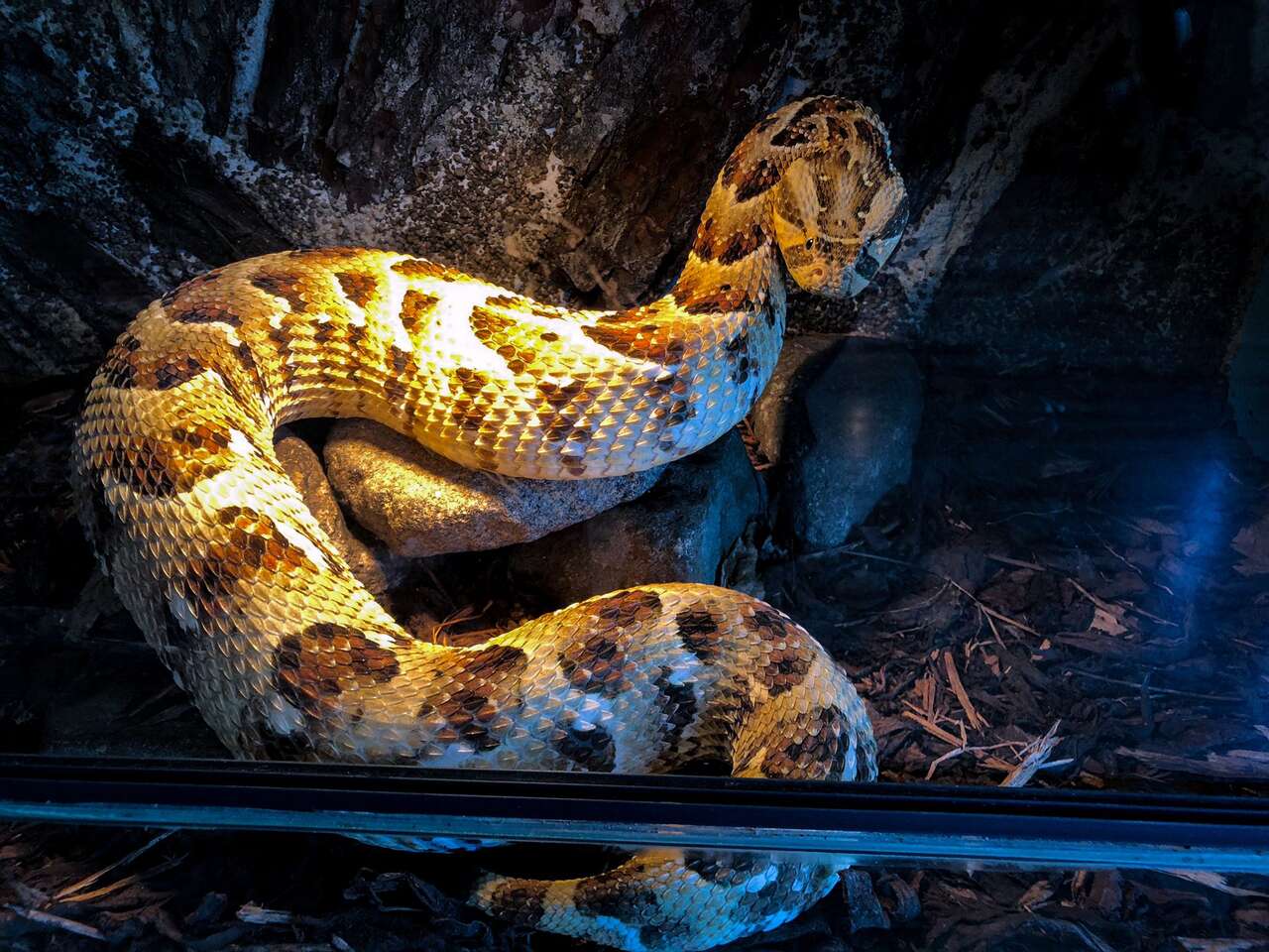 Tropical World - prvá kontaktná ZOO s plazmi na Slovensku v nových väčších priestoroch – Obrázok 5