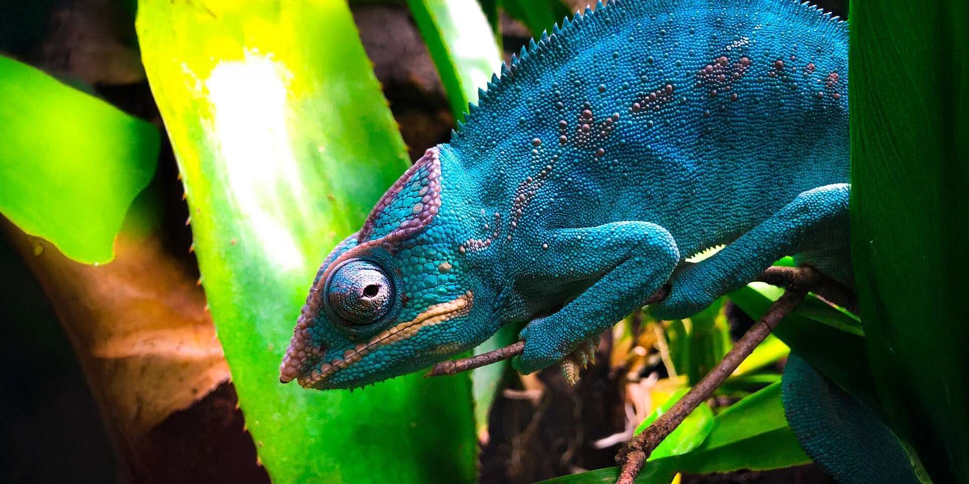 Tropical World - prvá kontaktná ZOO s plazmi na Slovensku v nových väčších priestoroch