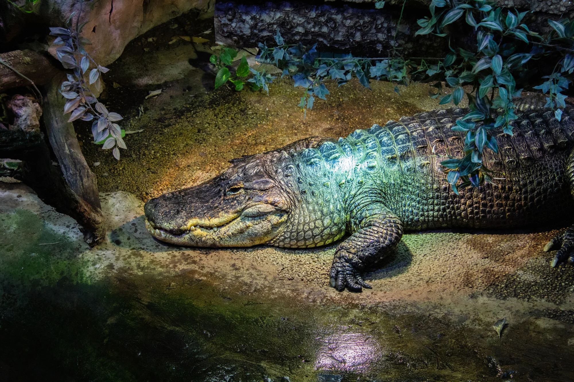 Zažite v Budapešti deň plný exotiky a dobrodružstva: Zájazd do ZOO a morského akvária Tropicarium – Obrázok 5