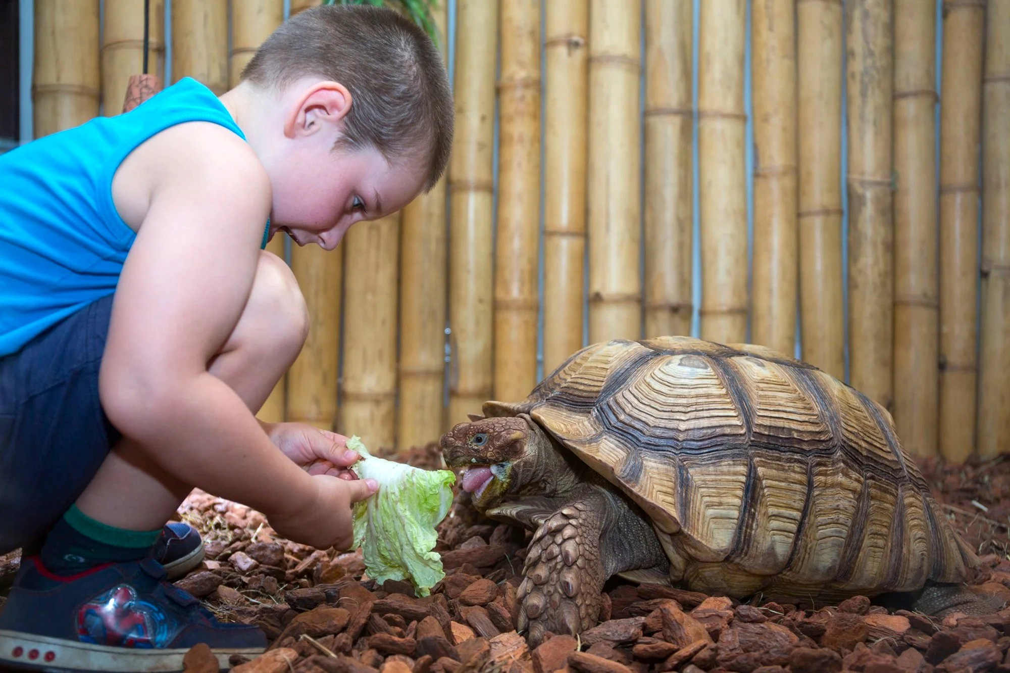 VIP prehliadka suchozemských korytnačiek v KROKODÝLÍ ZOO v Prahe pre 1 či 2 osoby – Obrázok 3