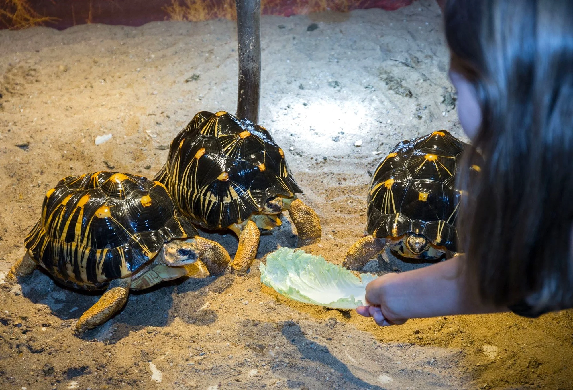VIP prehliadka suchozemských korytnačiek v KROKODÝLÍ ZOO v Prahe pre 1 či 2 osoby – Obrázok 4