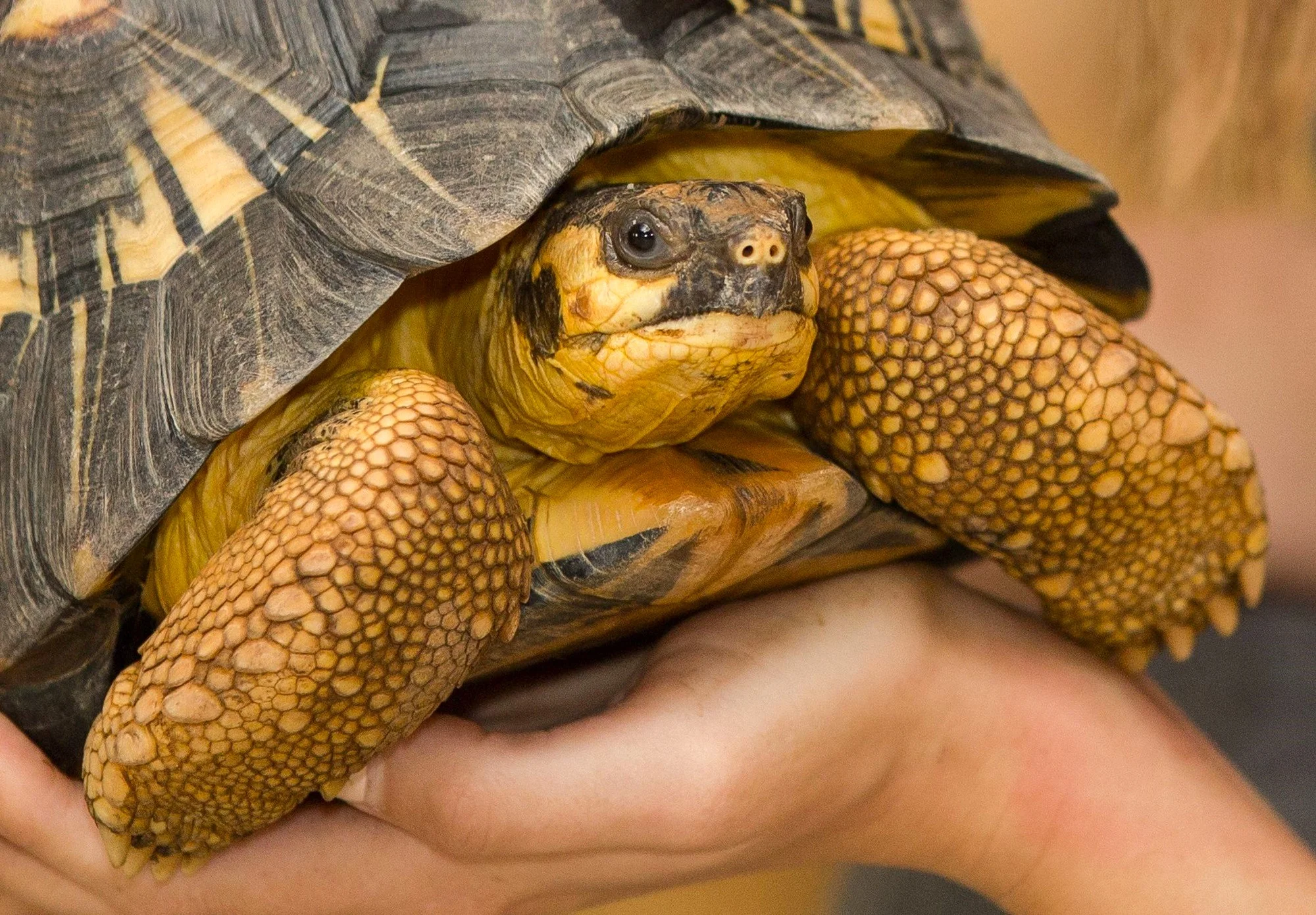 VIP prehliadka suchozemských korytnačiek v KROKODÝLÍ ZOO v Prahe pre 1 či 2 osoby – Obrázok 2