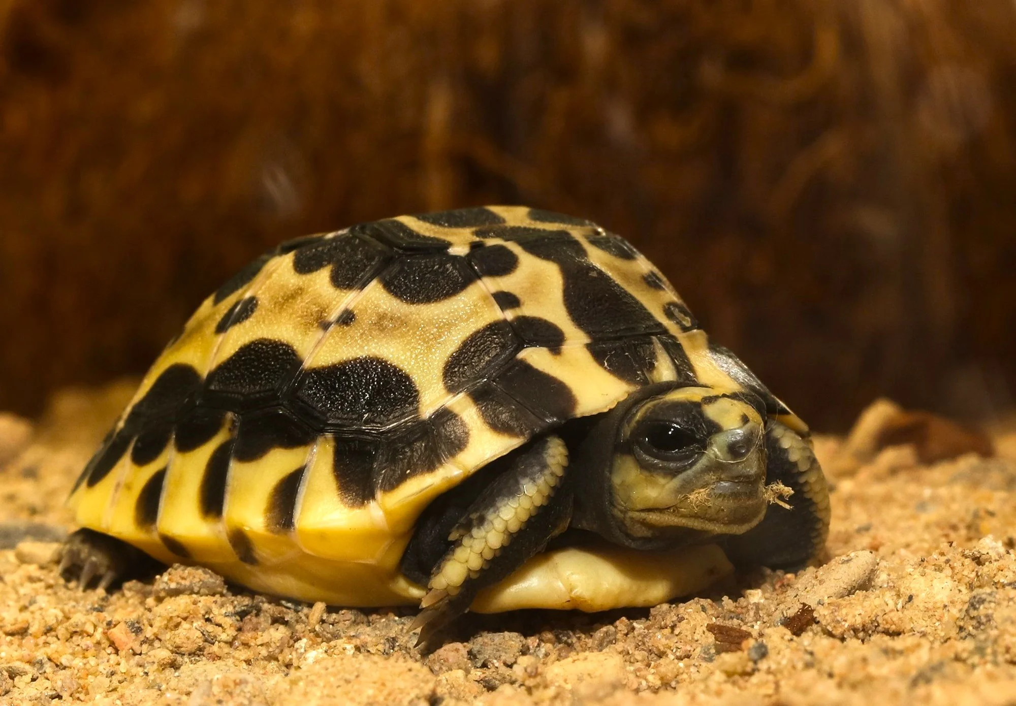 VIP prehliadka suchozemských korytnačiek v KROKODÝLÍ ZOO v Prahe pre 1 či 2 osoby – Obrázok 5