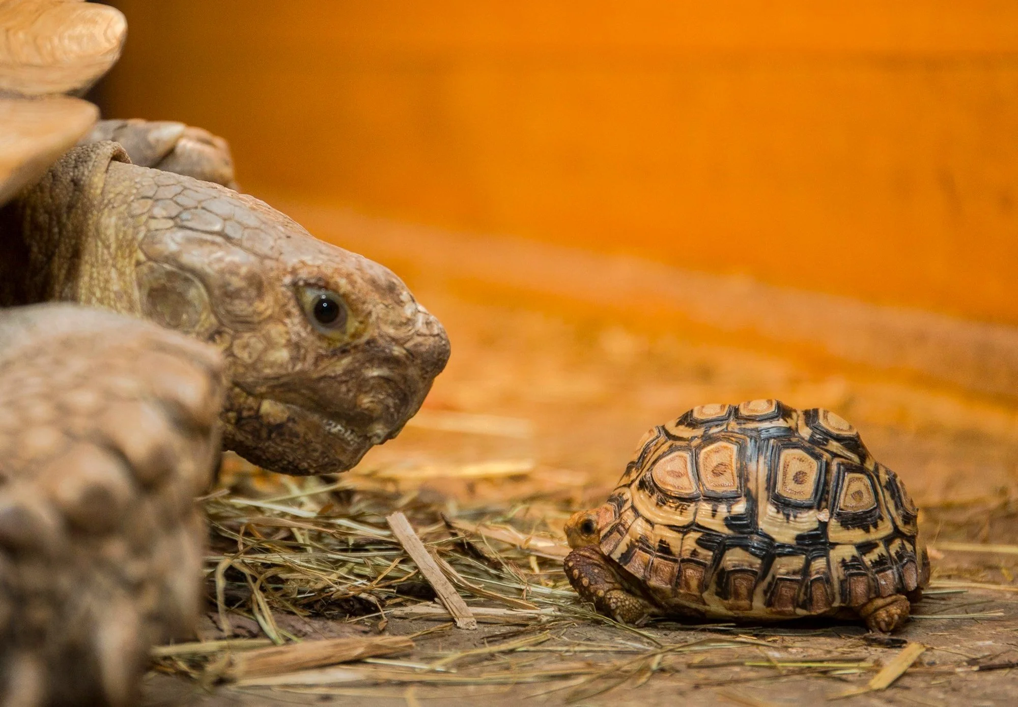 VIP prehliadka suchozemských korytnačiek v KROKODÝLÍ ZOO v Prahe pre 1 či 2 osoby – Obrázok 6