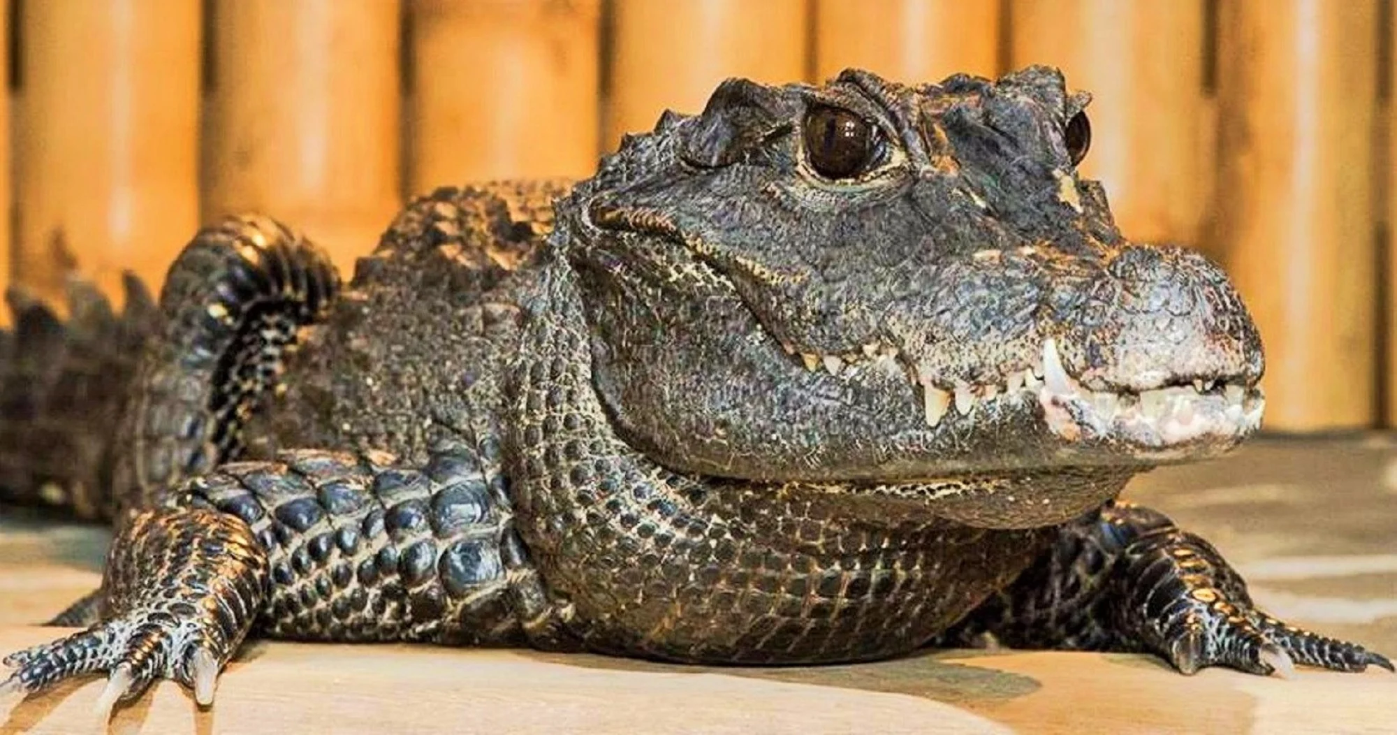 Nakŕmte krokodíly: VIP vstupenka do KROKODÝLÍ ZOO v Prahe pre 1 či 2 osoby – Obrázok 6