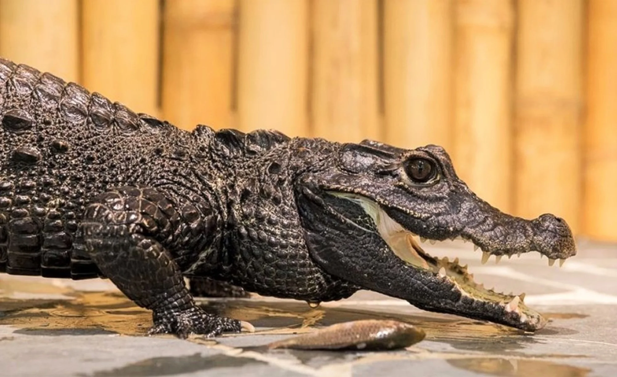 Nakŕmte krokodíly: VIP vstupenka do KROKODÝLÍ ZOO v Prahe pre 1 či 2 osoby – Obrázok 3