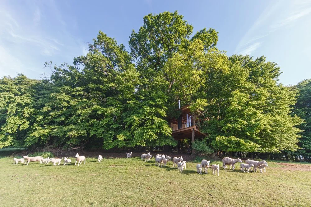 Romantika s výhľadom na ovčiu pastvinu: treehouse s krásnym krbom len pre vás dvoch – Obrázok 6