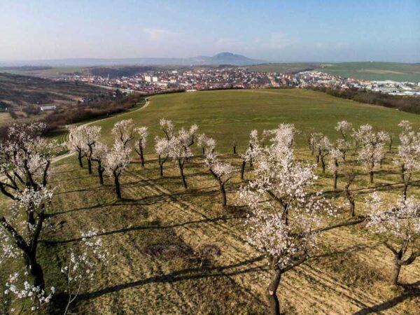 Pobytový balíček hotela Wine Wellness Hotel Amande: Som na dovolenke