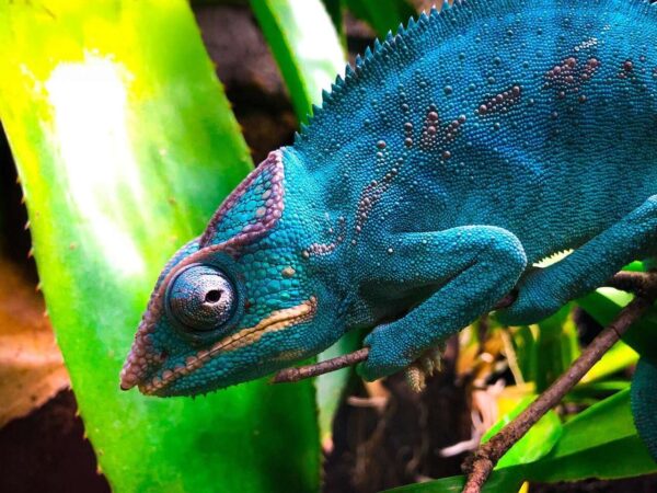 Tropical World – prvá kontaktná ZOO s plazmi na Slovensku v nových väčších priestoroch