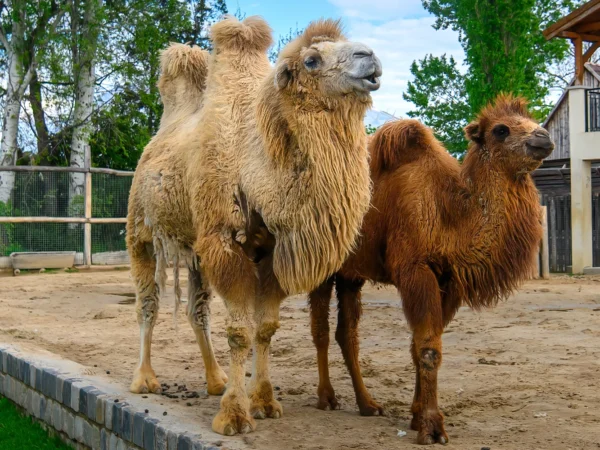 Jednodňový výlet do Budapešti: zoo s botanickou záhradou