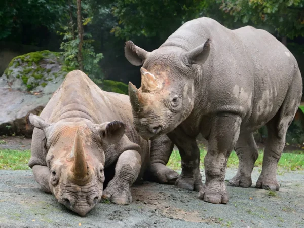 Víkendový zájazd do Česka: Zažite Safari v ZOO Dvůr Králové