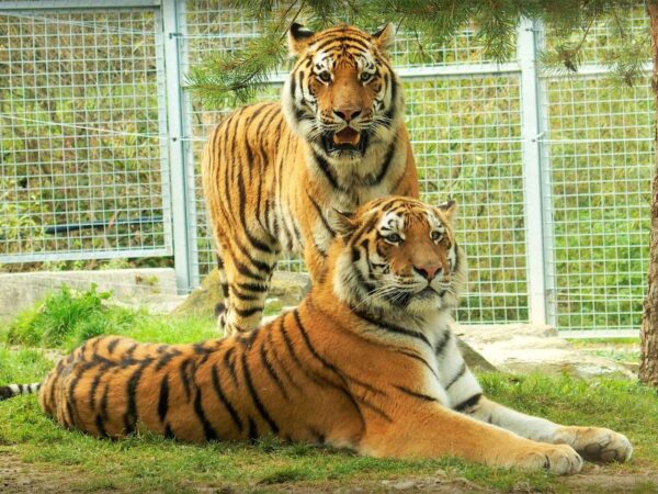 Vstupenky do ZOO v Spišskej Novej Vsi pre dospelých, deti aj dôchodcov