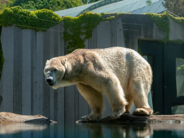 Výlet do Viedne nielen pre deti: Haus des Meeres, Dom motýľov v Hofburgu a ZOO Schönbrunn