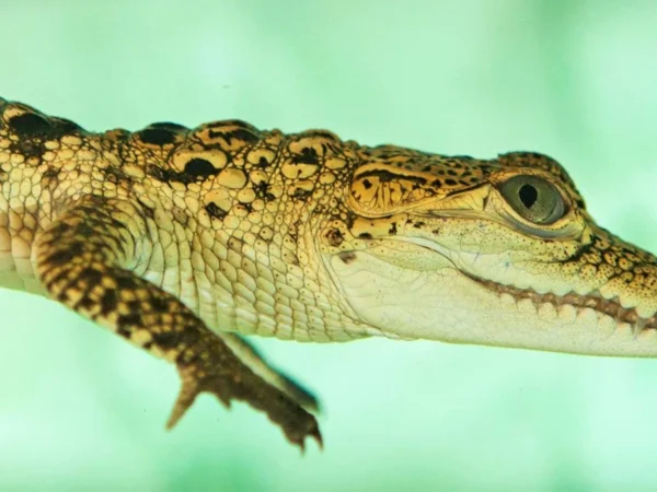 Nakŕmte krokodíly: VIP vstupenka do KROKODÝLÍ ZOO v Prahe pre 1 či 2 osoby
