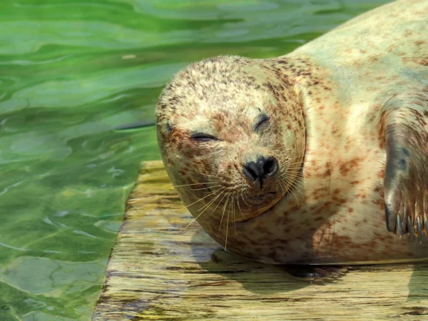 Jednodňový zájazd do Nyíregyházy: zoo, aquapark a kúpele Aquarius